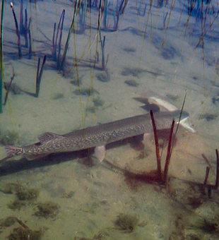 Northern Pike - Pure Joy & Thrill!